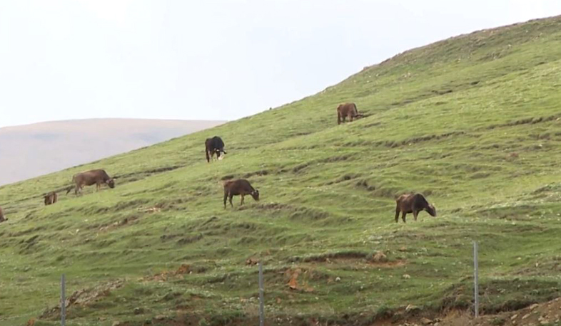 Եկամտաբեր տնտեսություն՝ արտագանա աշխատանքի փոխարեն