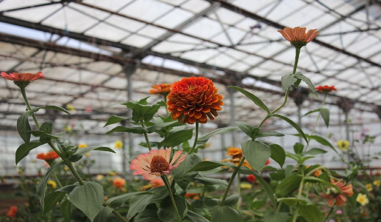 «Կանաչապատում և շրջակա միջավայրի պահպանություն» ՀՈԱԿ-ը ծառերի էքսկլյուզիվ տեսակներ է աճեցնում