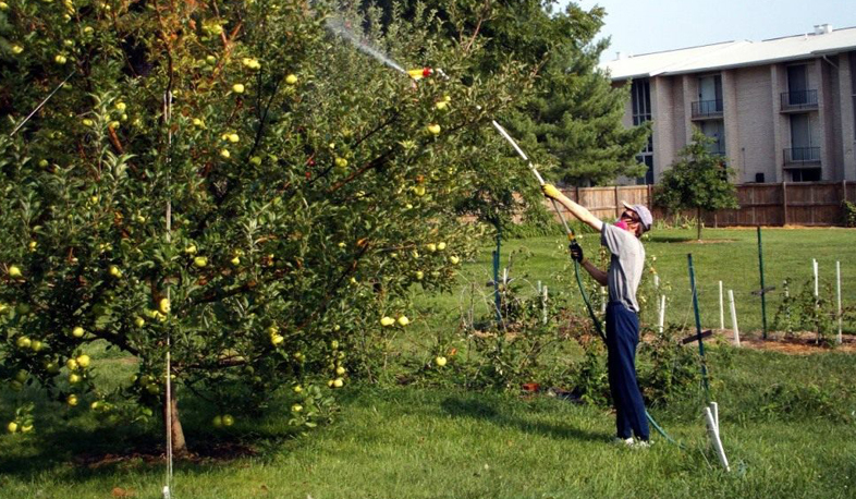 Արաբկիր վարչական շրջան. ծառերի բուժման աշխատանքները շարունակական են
