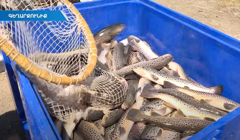 Սևանի իշխանն այսուհետ կարտահանվի տեսակավորված և ըստ քաշի