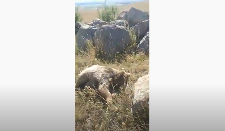 Պարզվում են գորշ արջի անկման հանգամանքները