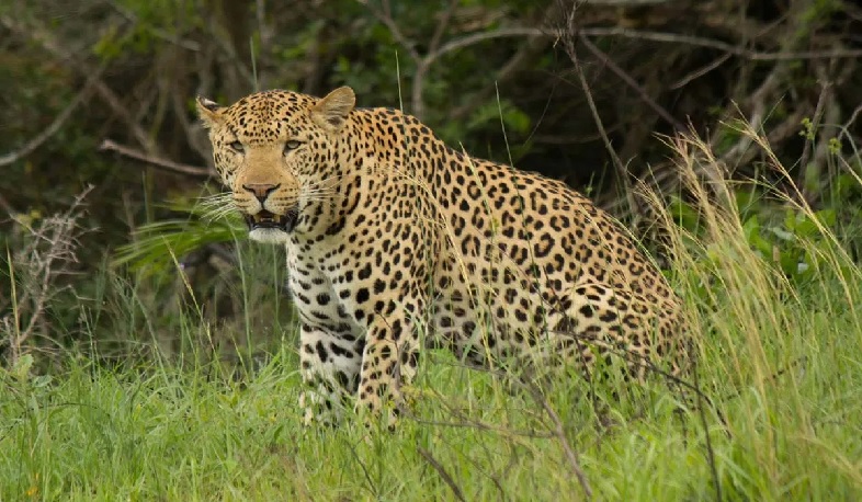 Առաջավորասիական հովազը՝ կրկին տեսախցիկների ուշադրության կենտրոնում