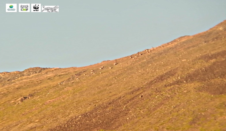 «Զանգեզուր» արգելավայրում նկատվել են հայկական մուֆլոններ