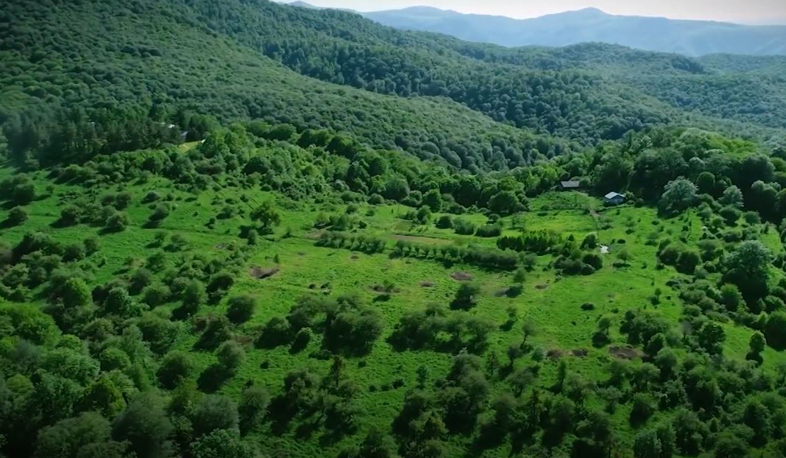 7000 ծառ՝ Կողբ հիմնադրամի յոթնամյակին