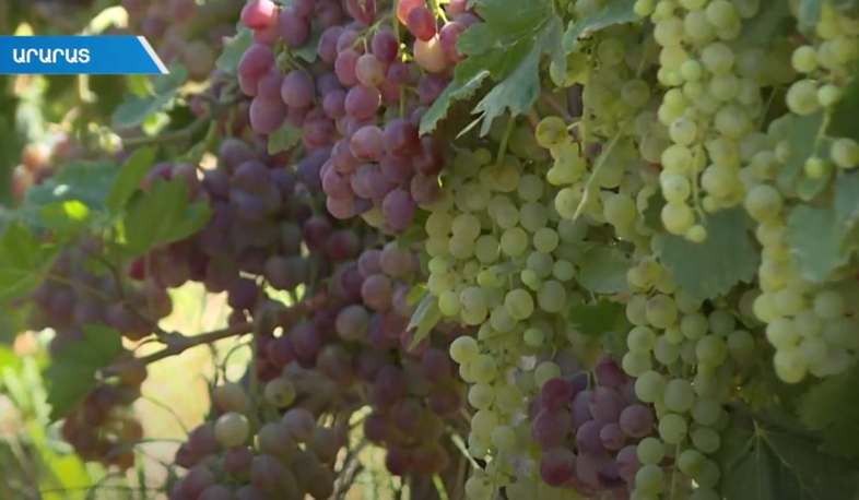 Խաղողագործները գոհ են բերքից, դժգոհ՝ մթերման գնից