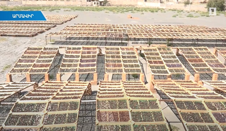 Հայկական արևահամ չիր՝ առանց հավելումների. սև սալորաչիրը կարտահանվի ԱՄՆ, Ռուսաստան, Չինաստան