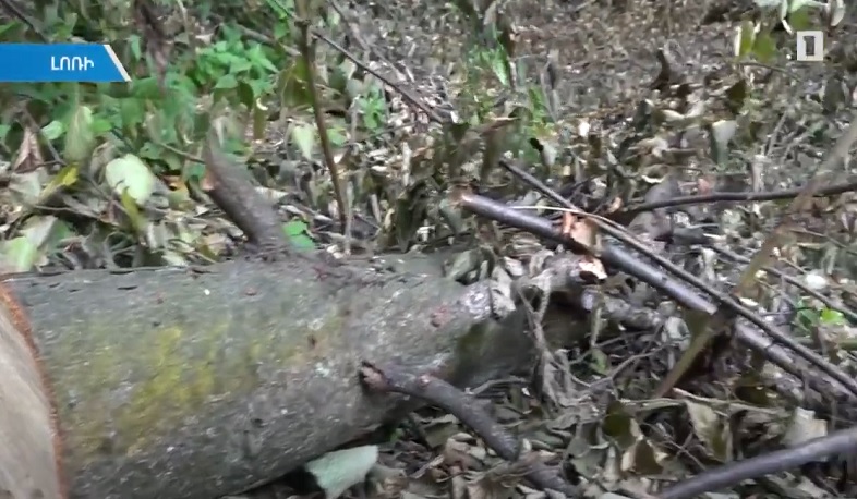 Լոռիում ծառերը հատվել են հսկողության թուլացման պատճառով