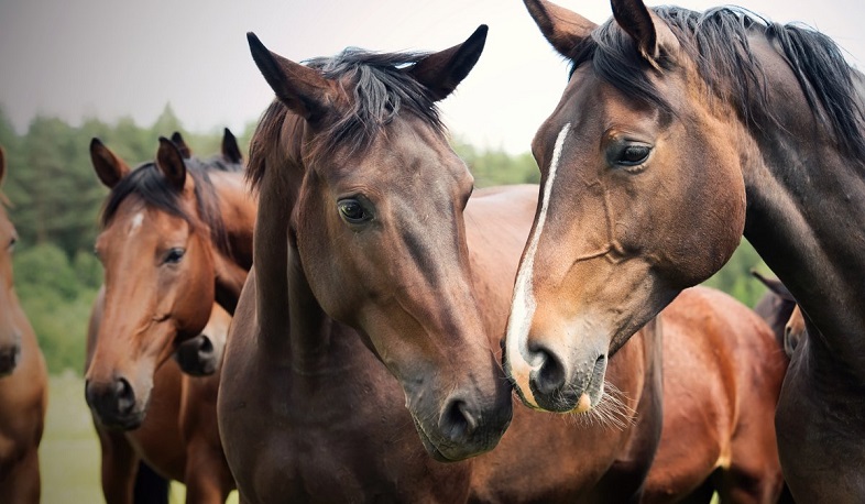 Ֆրանսիայում դանակահարվել կամ սպանվել են տասնյակ ձիեր