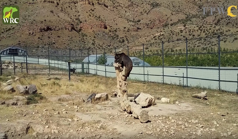 ՀՀ տարբեր մասնավոր տարածքներում դեռ կա բանտարկված շուրջ 20 արջ