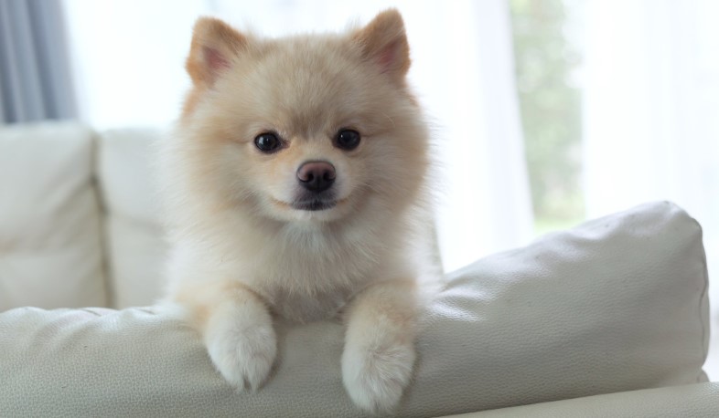 Նախատեսվում է տնային կենդանիների նույնականացման անձնագիր ունենալու պահանջ սահմանել