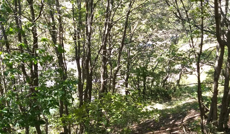 Ծաղկեվանքի հարակից տարածքն ամբողջությամբ մաքրվել է․ Պետրոսյան