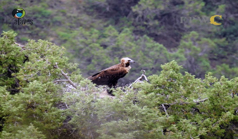 Հայաստանի ամենամեծ անգղը. պոպուլյացիան դրական միտում է արձանագրում