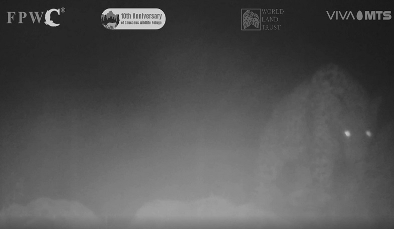 Հովազը գտել է թակարդ-տեսախցիկը