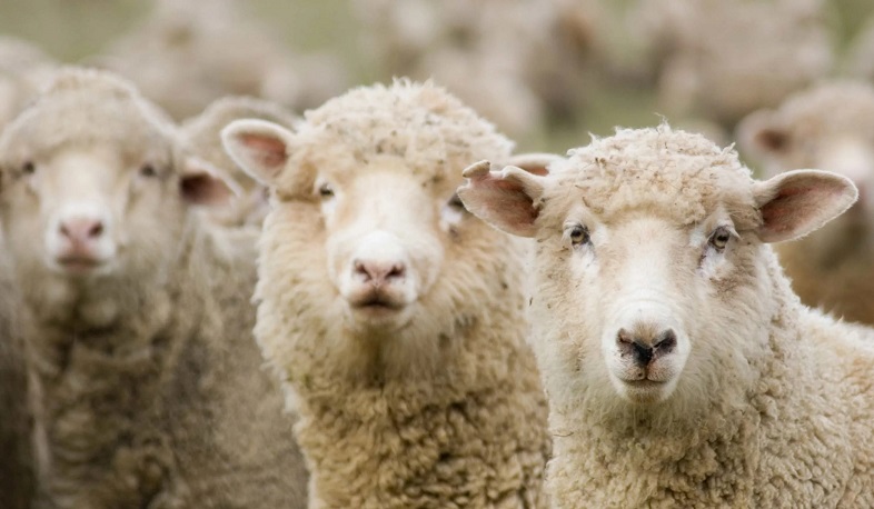 Առաջիկա 5 տարիներին Արցախ կներկրվեն բարձրորակ ցեղատեսակի ոչխարներ. Արայիկ Հարությունյան