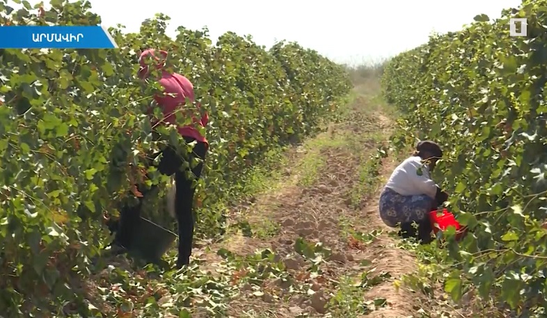 Խաղողի մշակման նոր տեխնոլոգիա՝ առանց թունաքիմիկատների