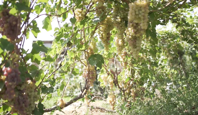 Agricultural insurance in operation. Pashinyan posted a video