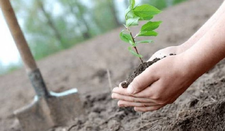 «10 միլիոն ծառ» համահայկական ծառատունկը՝ մինչև 2021-ի ավարտը