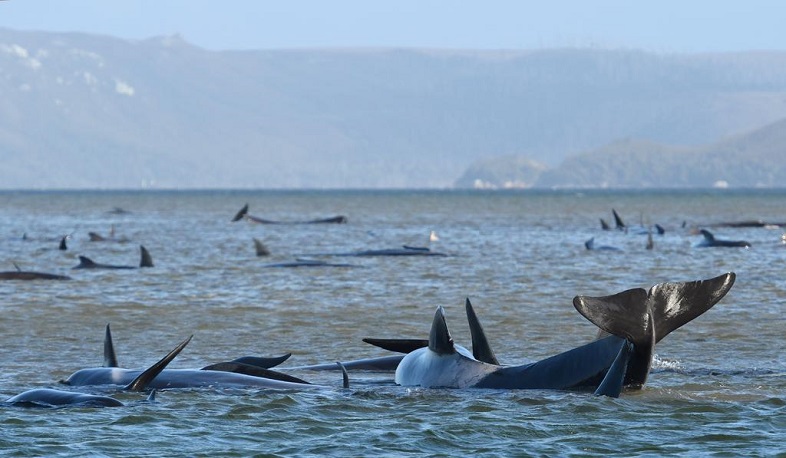 Տասնյակ կետեր ինքնասպան են եղել՝ նետվելով Թասմանիայի ափերը