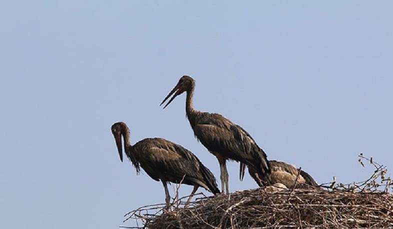 ՇՄ նախարարության կամավորները շարունակում են խնամել աղտոտված արագիլներին