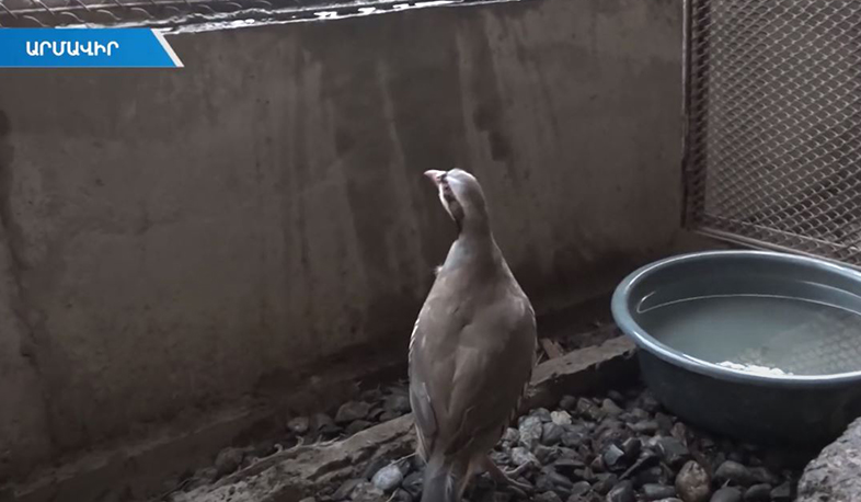 Արվեստագետ ընկերները կաքավներ են բուծում և բաց թողնում բնության մեջ