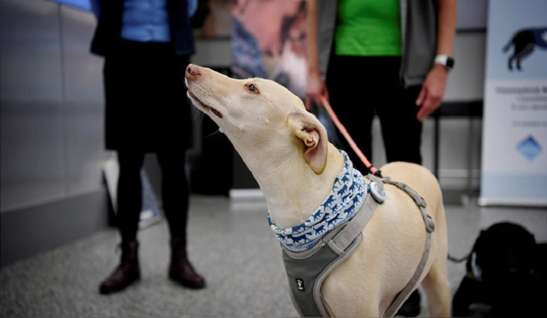 Ֆինլանդիան շներին ներգրավել է COVID-19 հայտնաբերելու գործում