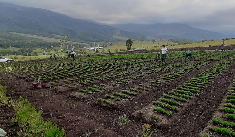 Լոռու մարզում տնկարանային տնտեսություն է բացվել