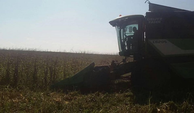 Ասկերանի շրջանում շարունակվում է եգիպտացորենի և արևածաղկի բերքահավաքը