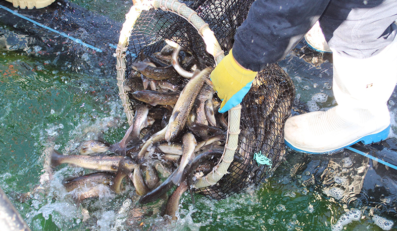 Եթե ամուր է թիկունքը, ամուր է ճակատը. Սևանա լիճ բաց թողնվեց 18700 հատ ամառային իշխանի մանրաձուկ