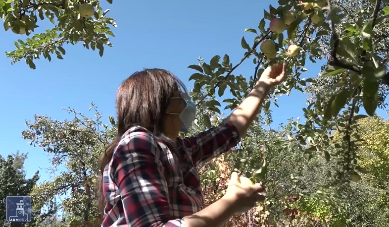 Բերքահավաք թիկունքում