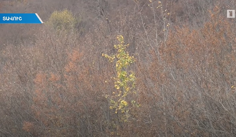 Ադրբեջանցիների հրդեհած Տավուշի անտառներում այժմ լռություն է