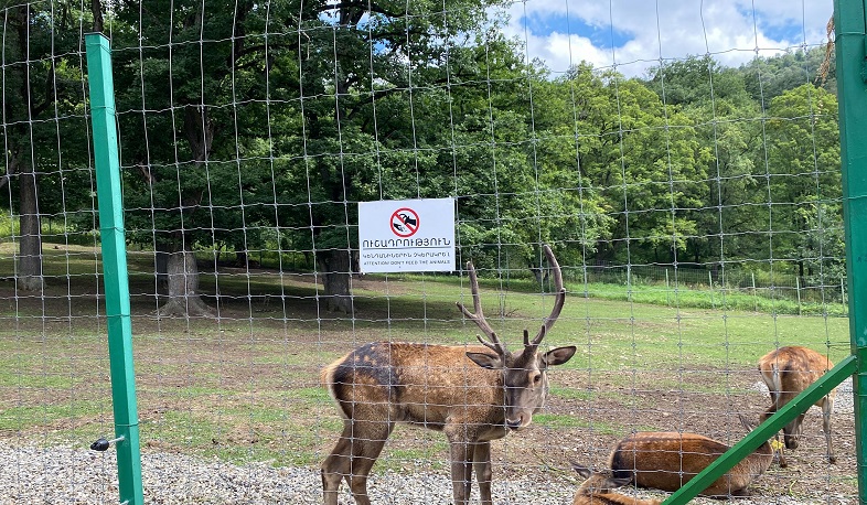 Իրանից Հայաստան է բերվել ազնվացեղ եղջերուների երրորդ խմբաքանակը