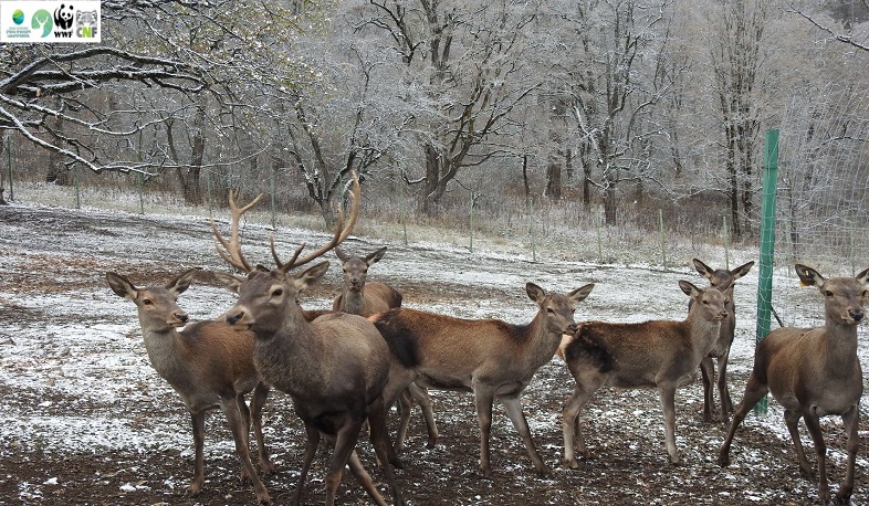 Իրանից Հայաստան է տեղափոխվել եղջերուների երրորդ խմբաքանակը