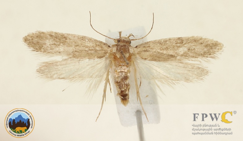 Հայաստանում հայտնաբերվել է գիտությանը մինչ այժմ անհայտ միջատի տեսակ