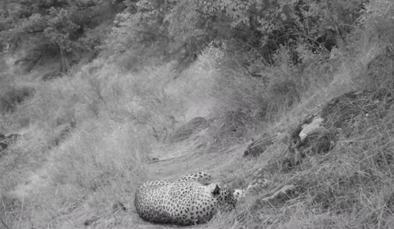 «Արևիկ» ազգային պարկում տեսախցիկը կովկասյան ընձառյուծ է ֆիքսել