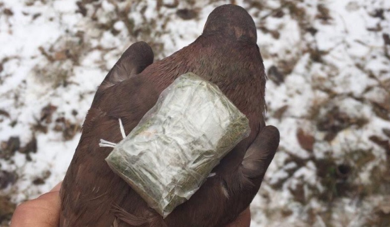 ՔԿՀ-ներում կանխվել են թմրամիջոցի փոխանցման դեպքեր