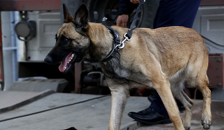 Սեպտեմբերից ծառայողական շները հսկում են Բագրատաշենի անցակետով բեռնատարների հոսքը