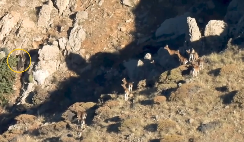 Բեզոարյան այծերի անակնկալ հյուրը. ուշագրավ տեսարան՝ Հայաստանի վայրի բնությունից