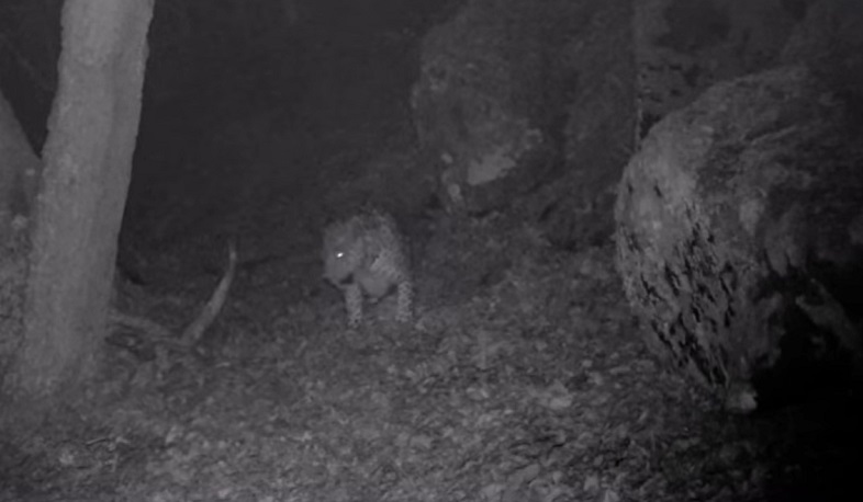 Ֆոտոբռնիչ սարքերը կրկին Կովկասյան ընձառյուծ են արձանագրել