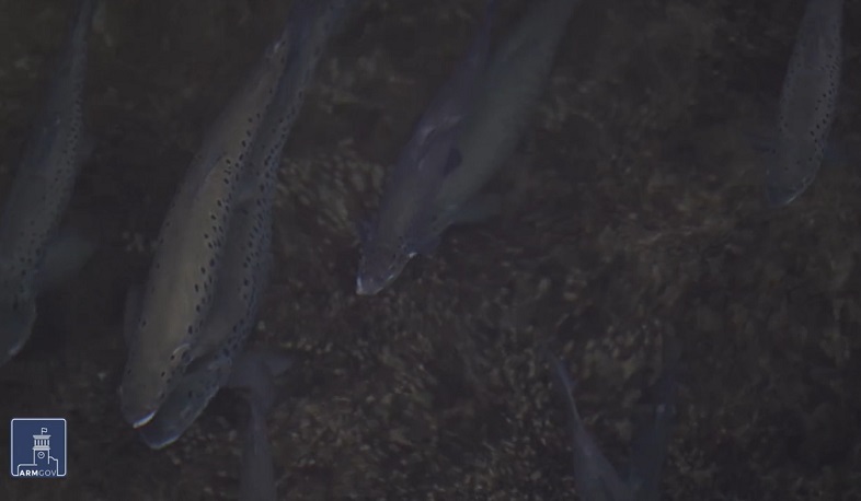 Սևանա լճի ձկնային պաշարները վերականգնվում են