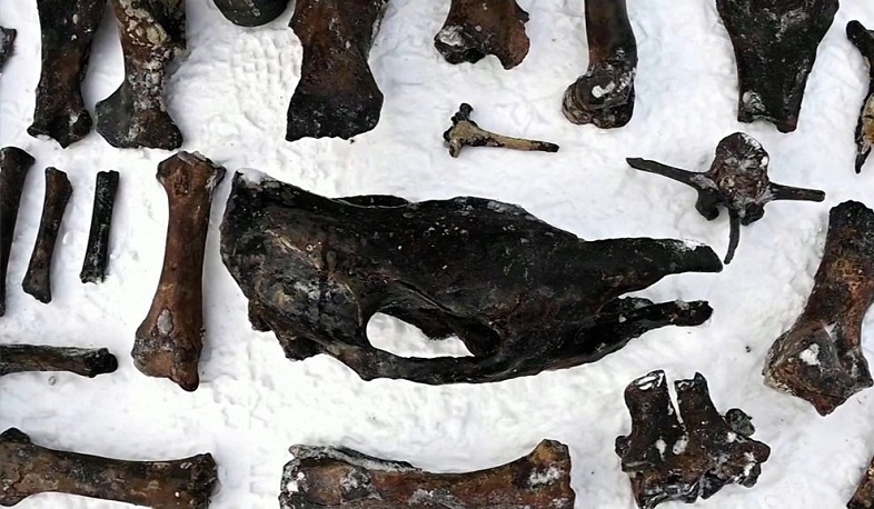 Россия - родина носорогов: как в Тоболе нашли древние кости