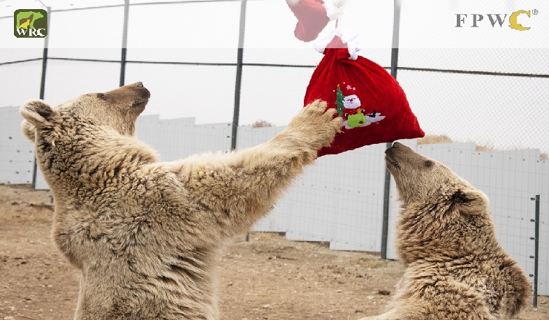 Արջերի ամանորյա տրամադրությունը