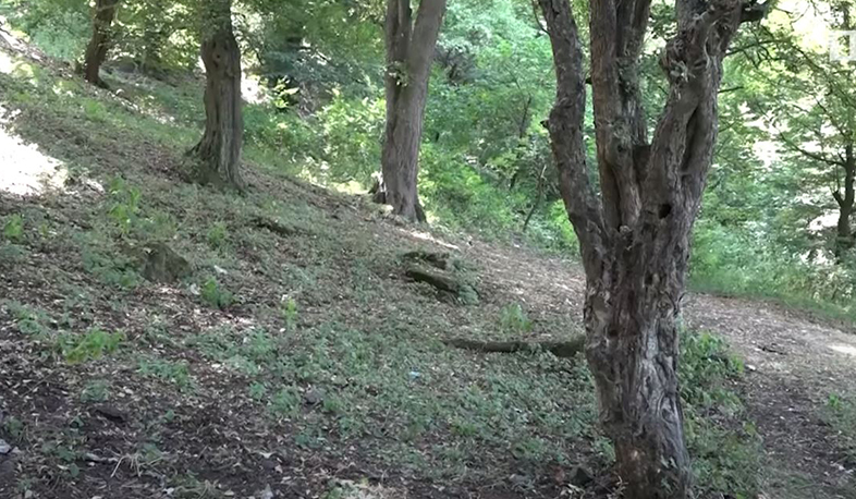 Մինչև տարեվերջ Արցախի անտառներում 50.000 ծառ կտնկվի