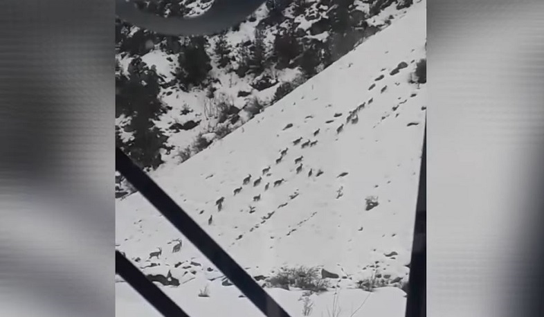 Բեզոարյան այծերը՝ Սյունյաց լեռներում