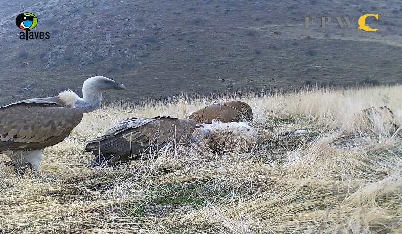 «Անգղերի ռեստորանի» գաղափարը՝ Կովկասյան կենսաբազմազանության ապաստարանում