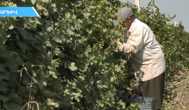 Գյուղապահովագրության փորձնական ծրագիրն արդյունավետ է եղել գյուղացիական տնտեսությունների համար