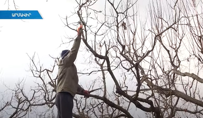 Գյուղապահովագրությունը այս տարի ևս կշարունակվի