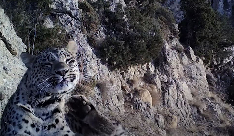 Խոսրովի արգելոցից ոչ հեռու տեսախցիկները եզակի հովազ են ֆիքսել