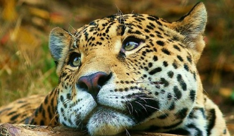 В Заповеднике в Армении обнаружена новая особь кавказского леопарда