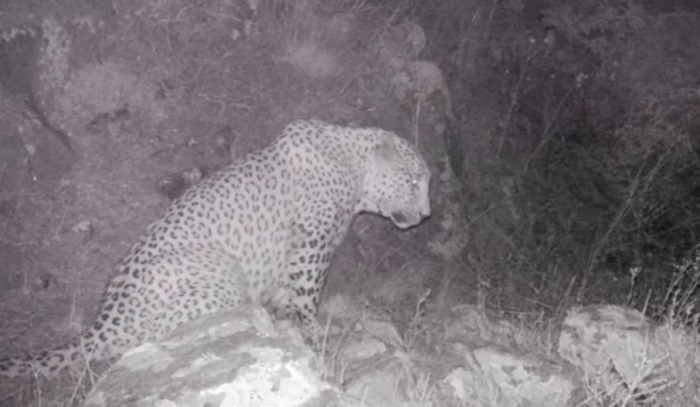 «Արևիք» ազգային պարկում ֆոտոբռնիչ սարքը կրկին կովկասյան ընձառյուծ է ֆիքսել