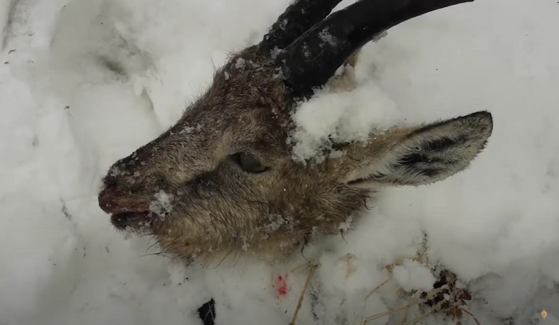 Ոստիկանությունը բացահայտել է բեզոարյան այծին սպանողներին